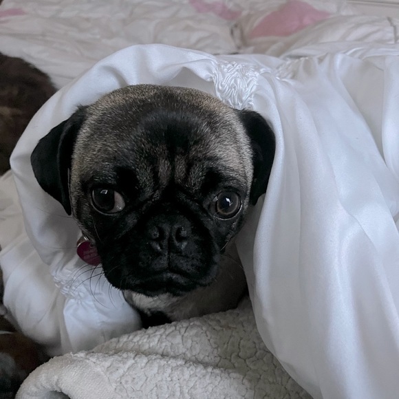 🐶WE ARE LIVE🐶 - Picture 10 of 17